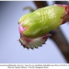 satyrium acaciae abdominalis shamkir larva2c